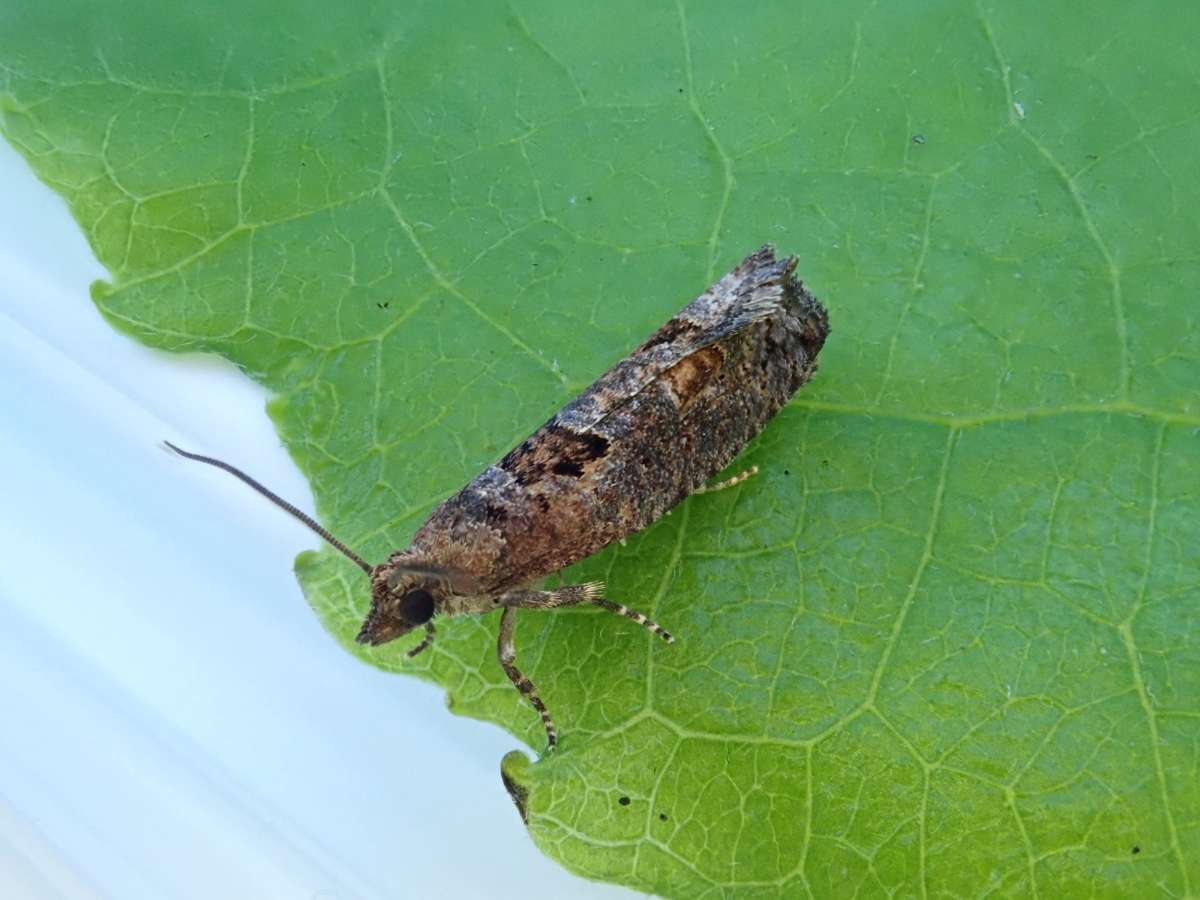 Dark Aspen Bell (Epinotia maculana) photographed in Kent by John Dale