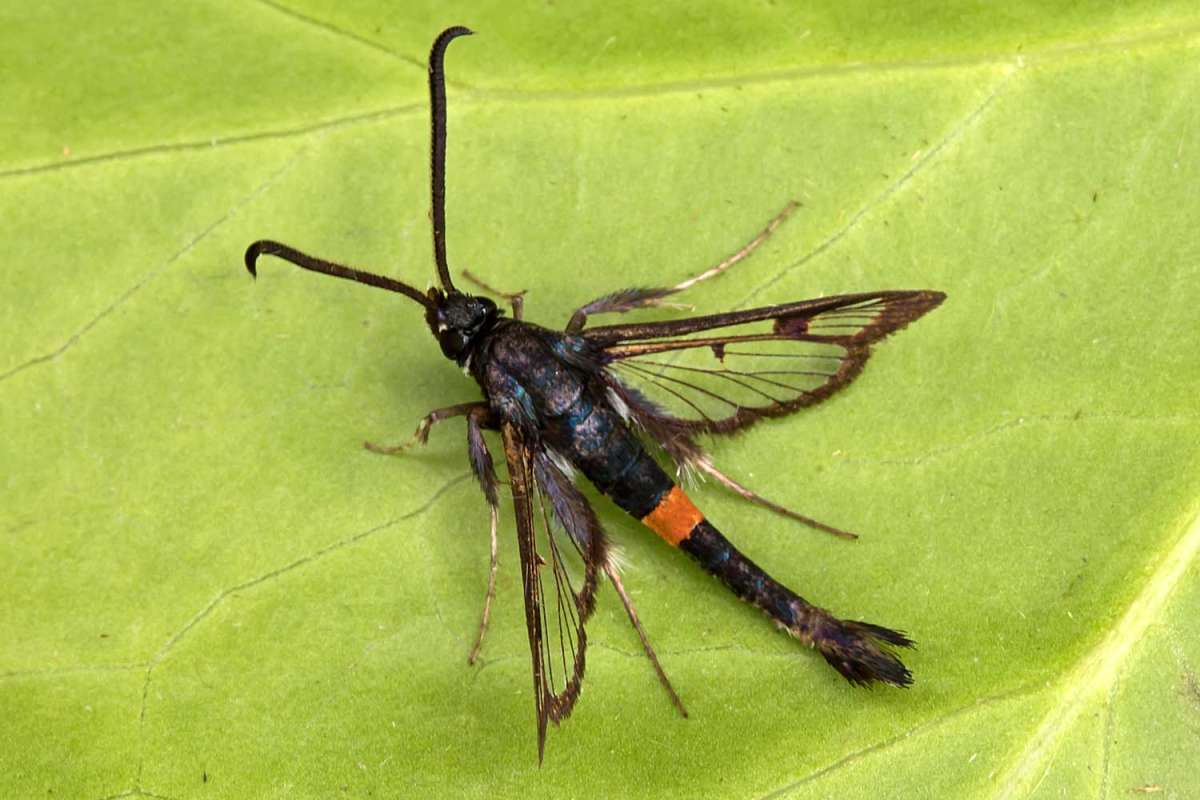 Red-belted Clearwing (Synanthedon myopaeformis) photographed at Boughton-under-Blean  by Peter Maton