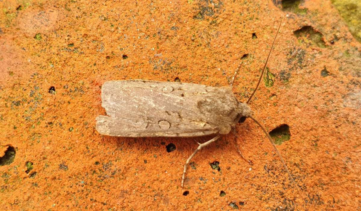 Garden Dart (Euxoa nigricans) photographed in Kent by Andrew Lawson