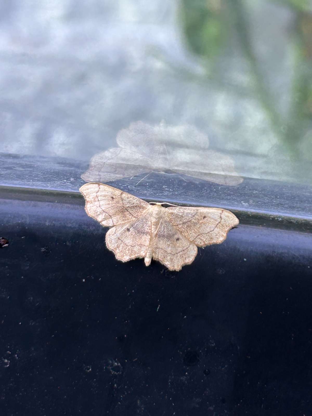 Small Scallop (Idaea emarginata) photographed at Aylesham  by Dave Shenton 