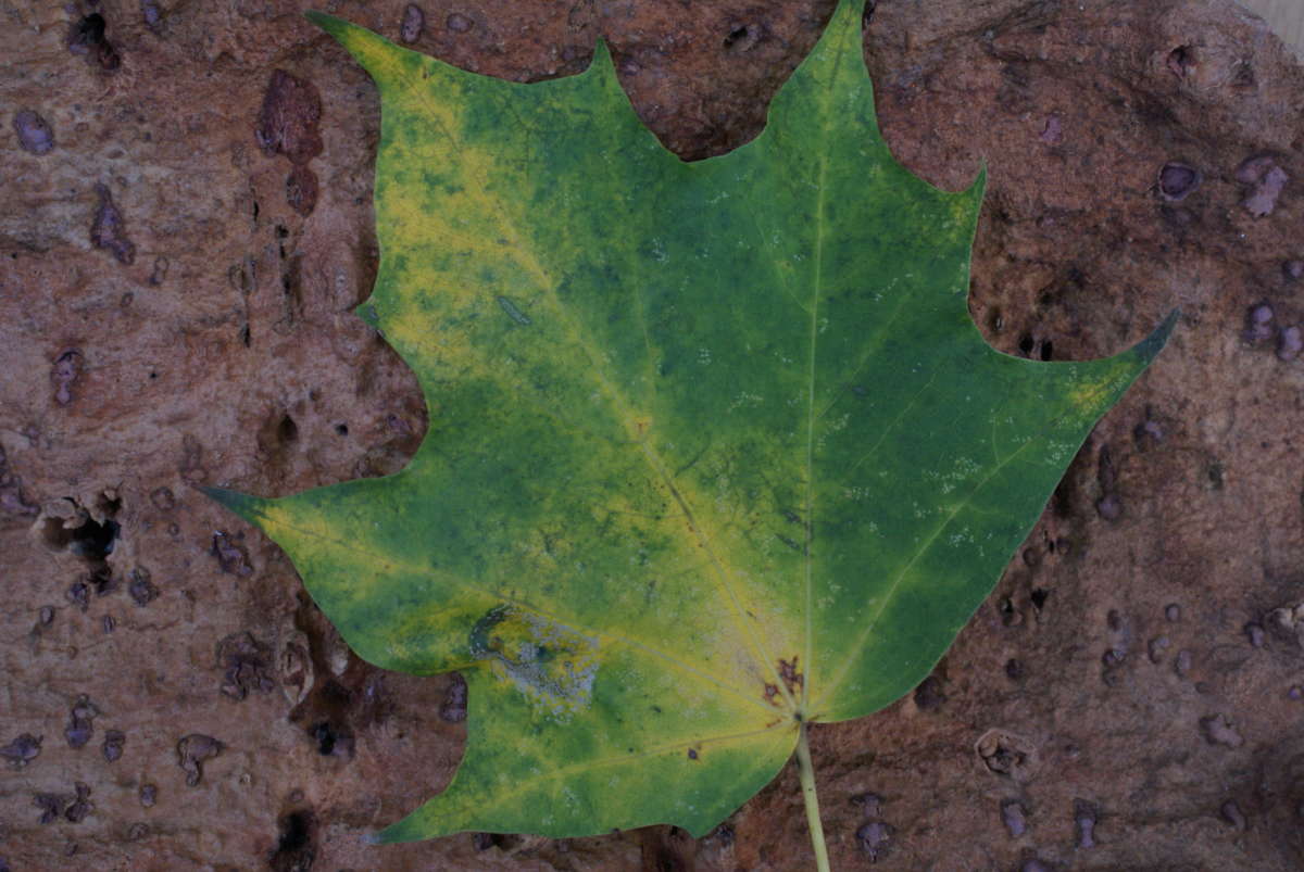 White-bodied Midget (Phyllonorycter joannisi) photographed at Bridge, Canterbury  by Dave Shenton 