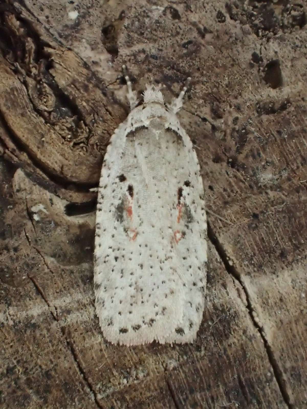 Red-letter Flat-body (Agonopterix ocellana) photographed in Kent by Dave Shenton 