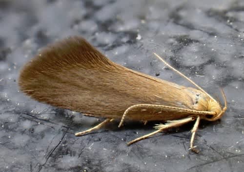 Tinted Tubic (Crassa tinctella) photographed in Kent by Andrew Stanger 