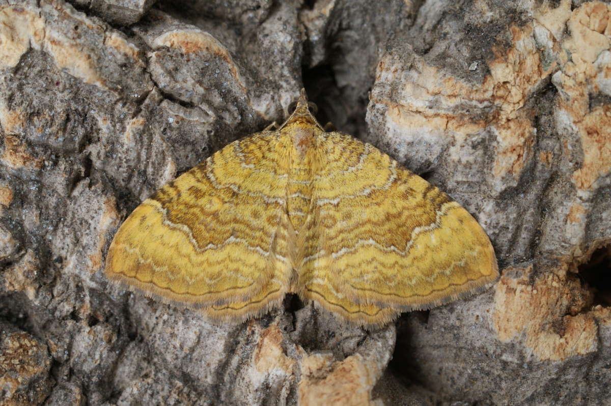 Yellow Shell (Camptogramma bilineata) photographed at Aylesham  by Dave Shenton 