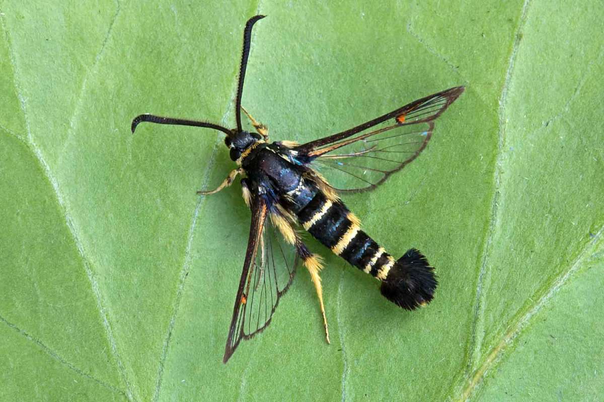 Yellow-legged Clearwing (Synanthedon vespiformis) photographed at Boughton-under-Blean  by Peter Maton 