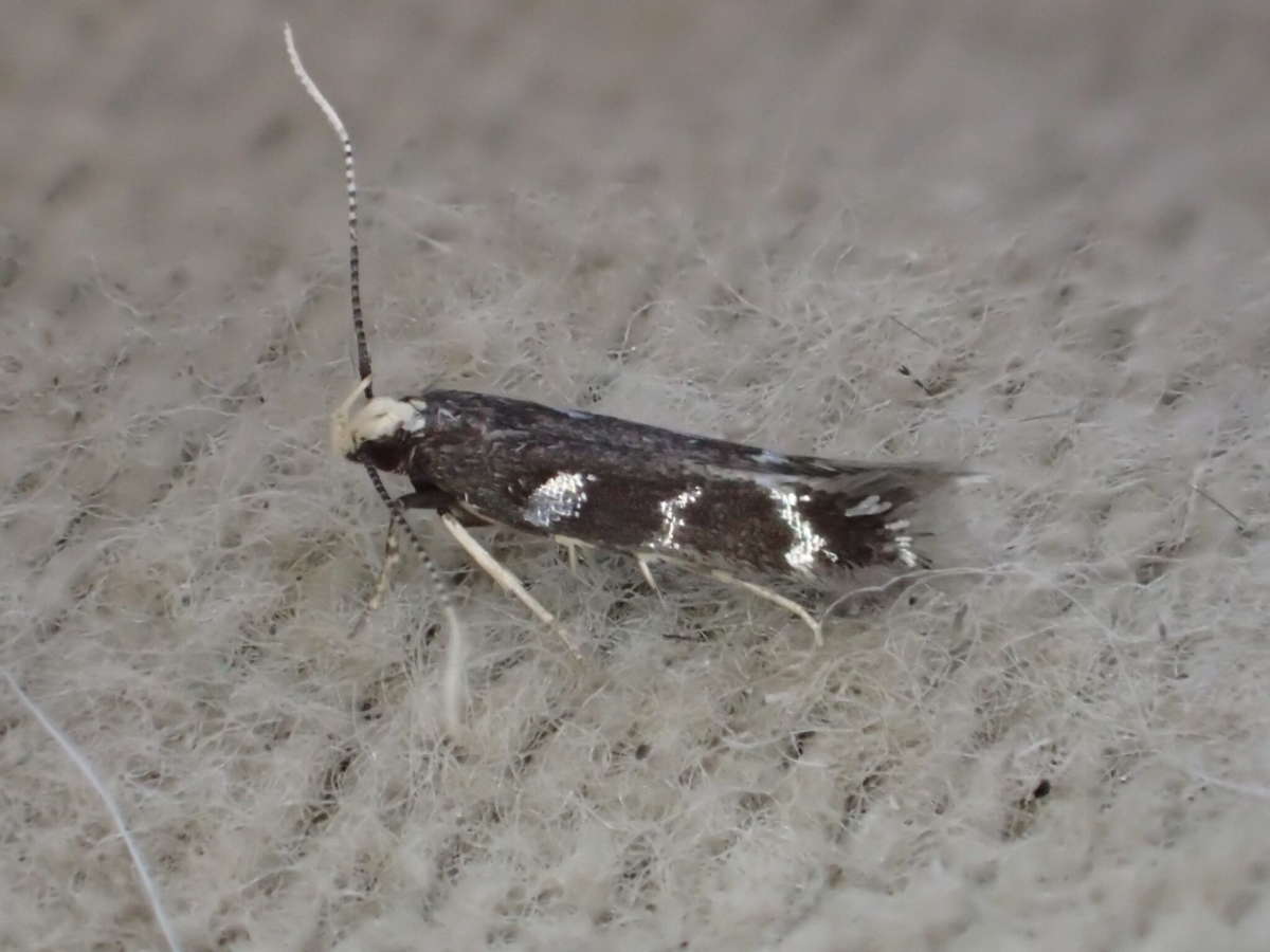 Painted Neb (Oxypteryx wilkella) photographed at SBBO by Ian Hunter