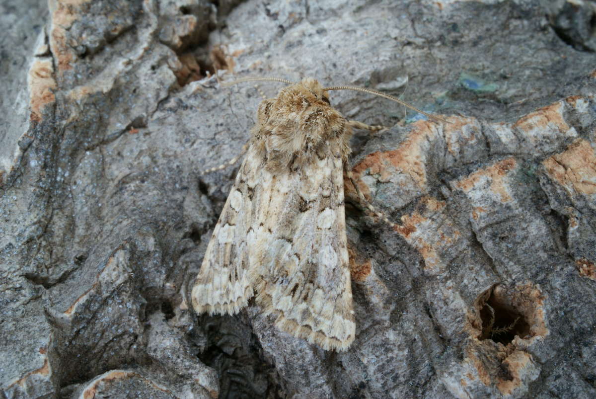 Tawny Shears (Hadena perplexa) photographed at Aylesham  by Dave Shenton 