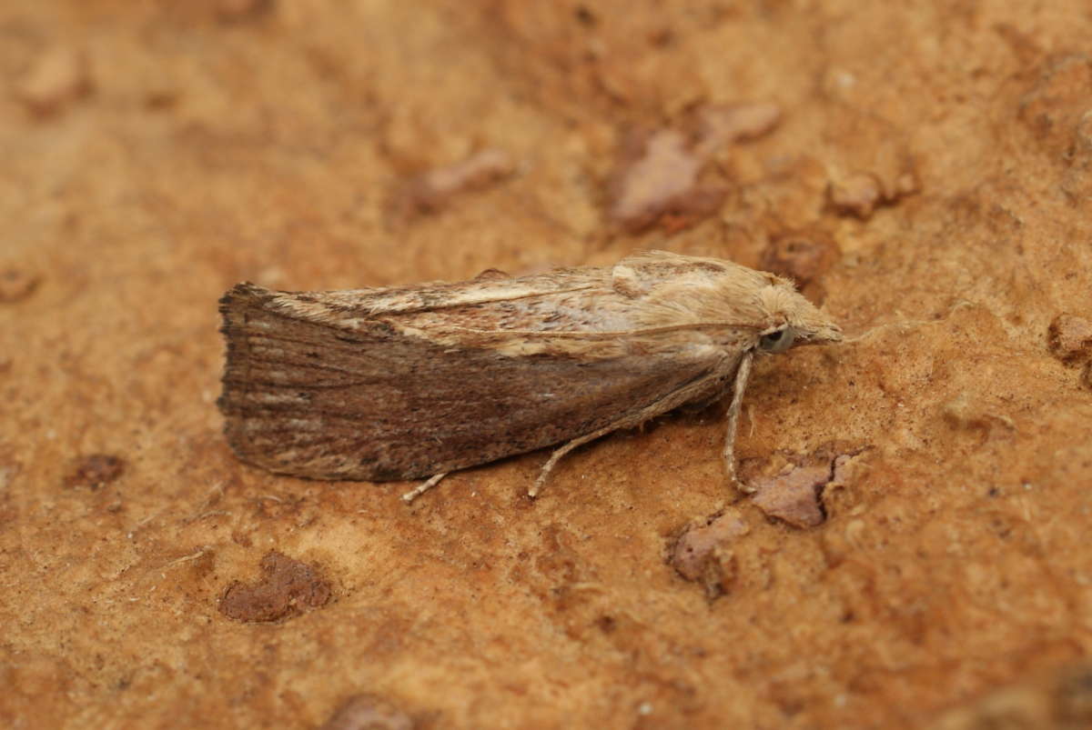 Wax Moth (Galleria mellonella) photographed at Aylesham  by Dave Shenton 