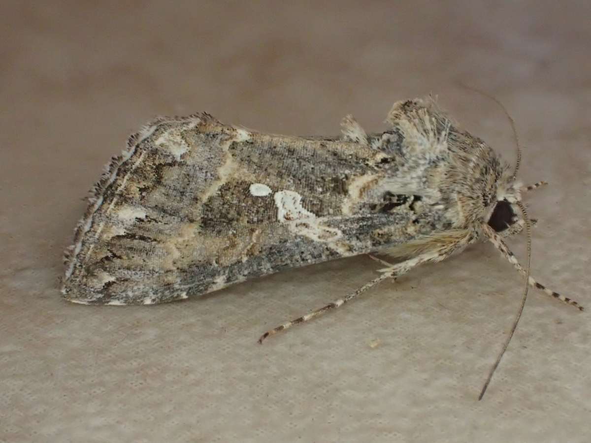 The Ni Moth (Trichoplusia ni) photographed in Kent by Dave Shenton 