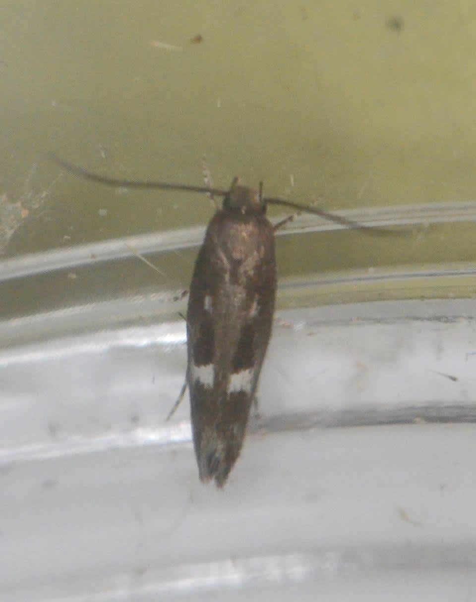 Clouded Mompha (Mompha langiella) photographed in Kent by Alan Stubbs 