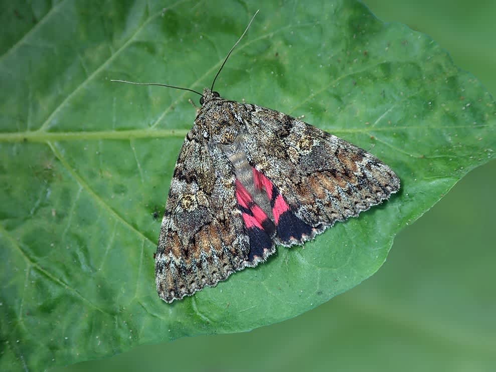 Dark Crimson Underwing (Catocala sponsa) photographed in Kent by Darren Taylor 