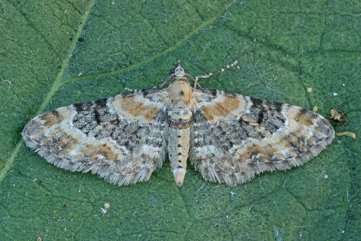 Foxglove Pug (Eupithecia pulchellata) photographed at Boughton-under-Blean by Peter Maton 