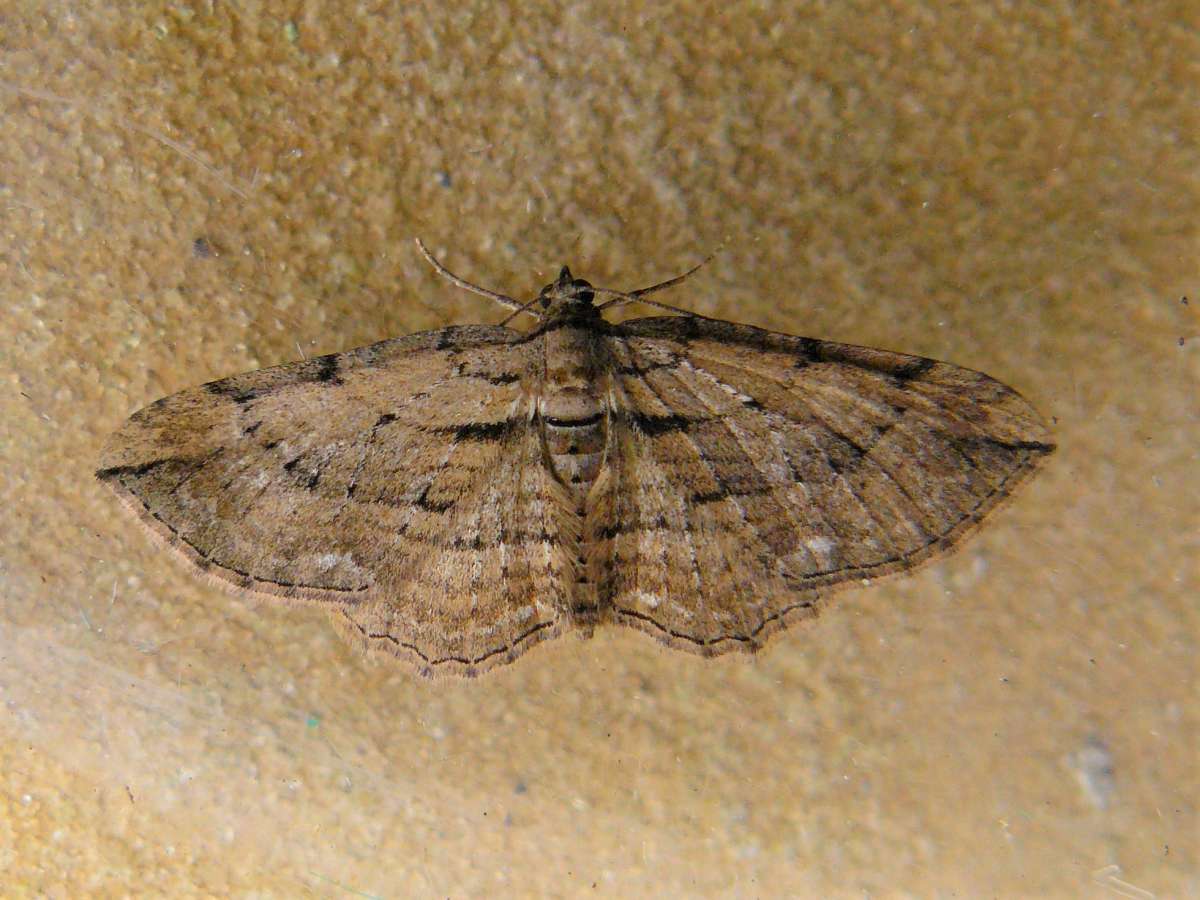 Cryptic Fern (Horisme radicaria) photographed in Kent by Fred Butcher 