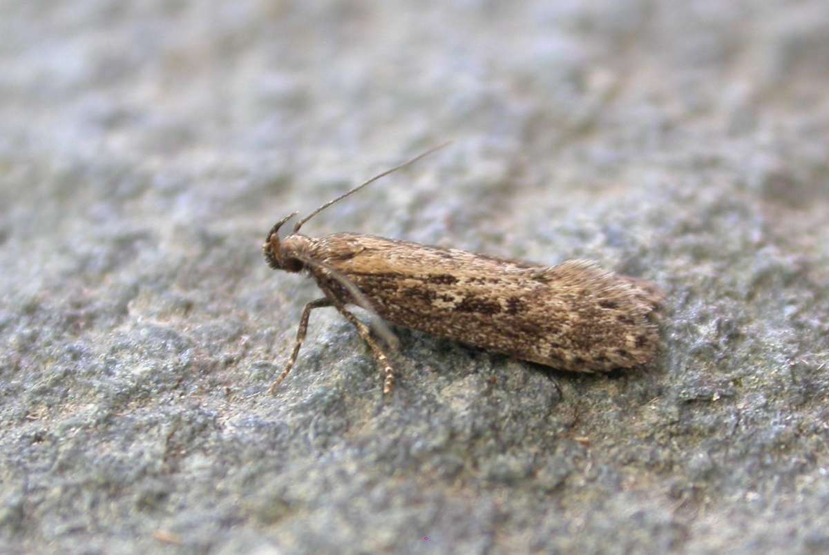 Dark-striped Groundling (Gelechia sororculella) photographed in Kent by Ross Newham 