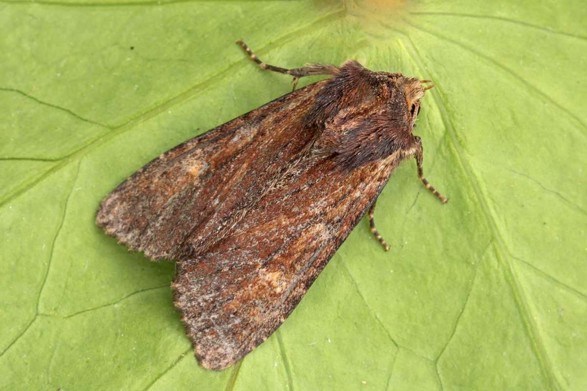 Clouded-bordered Brindle (Apamea crenata) photographed at Boughton-under-Blean by Peter Maton