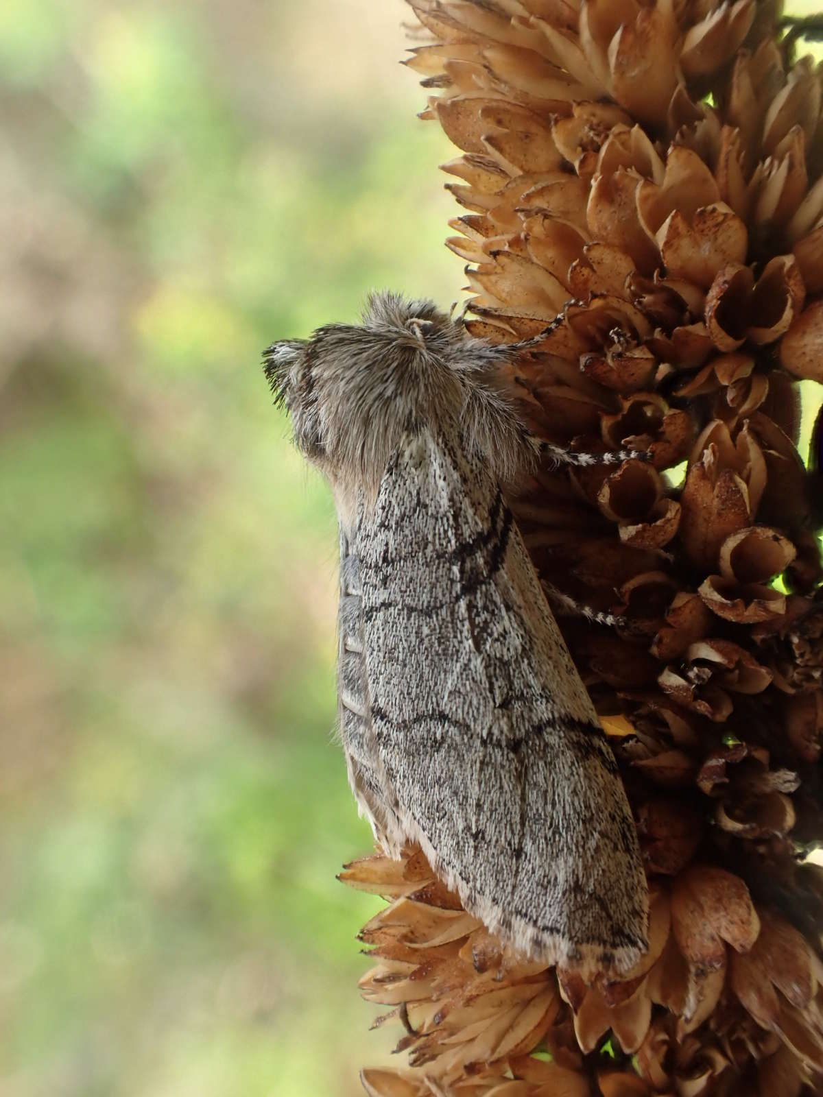 Yellow Horned (Achlya flavicornis) photographed at Betteshanger C P by Dave Shenton 