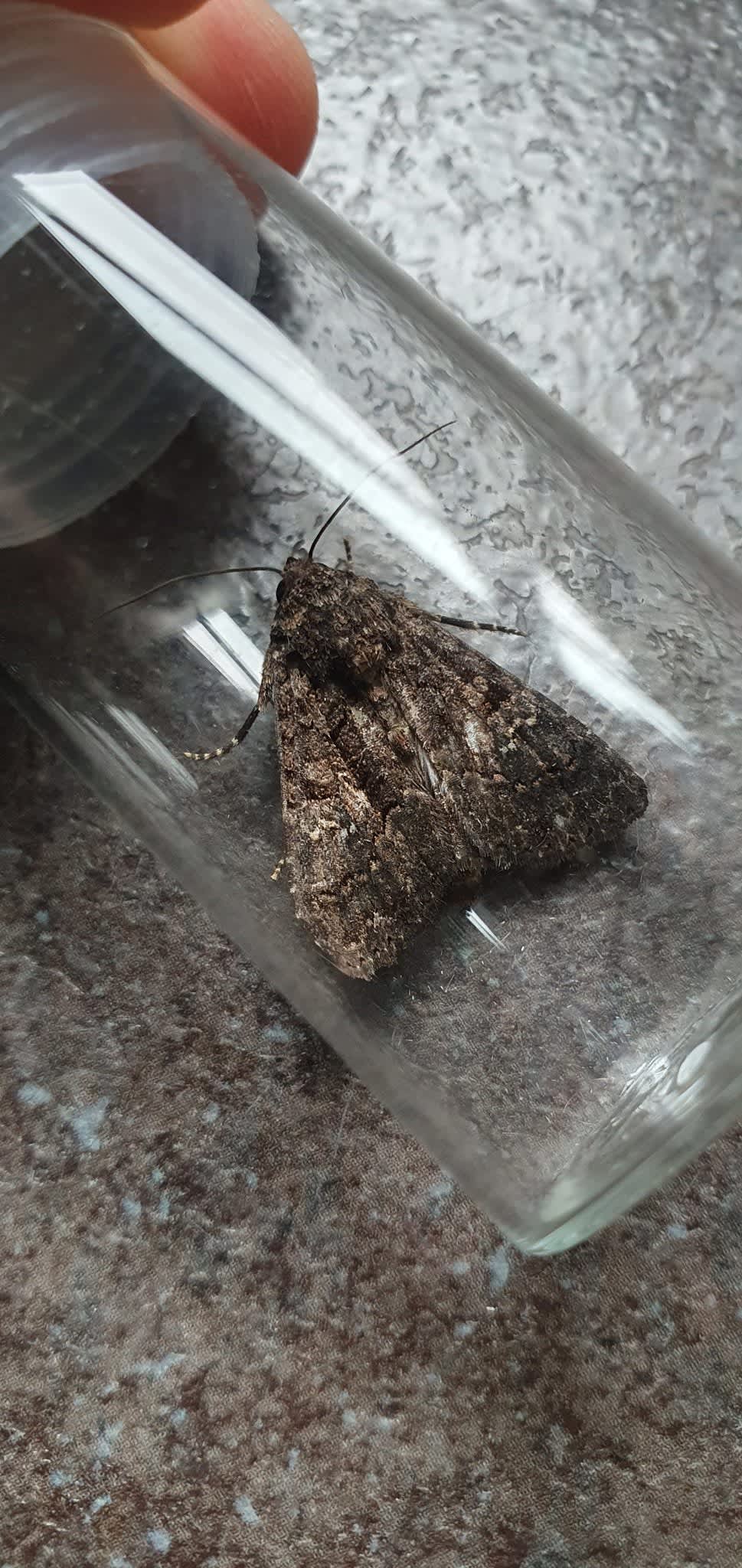 Sorcerer (Aedia leucomelas) photographed at SBBO by Ian Hunter 