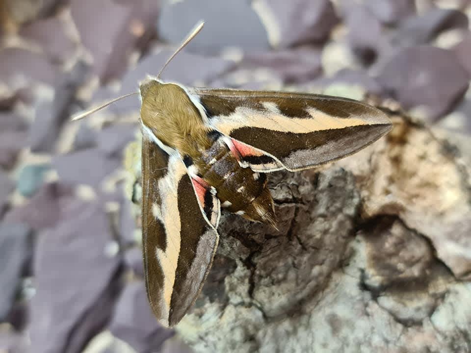 Bedstraw Hawk-moth (Hyles gallii) photographed in Kent by Francesca Partridge 