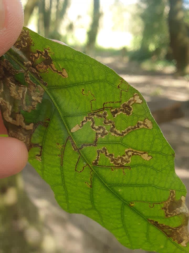 New Holm-Oak Pigmy (Ectoedemia heringella) photographed at Kemsing by Phil Ambler