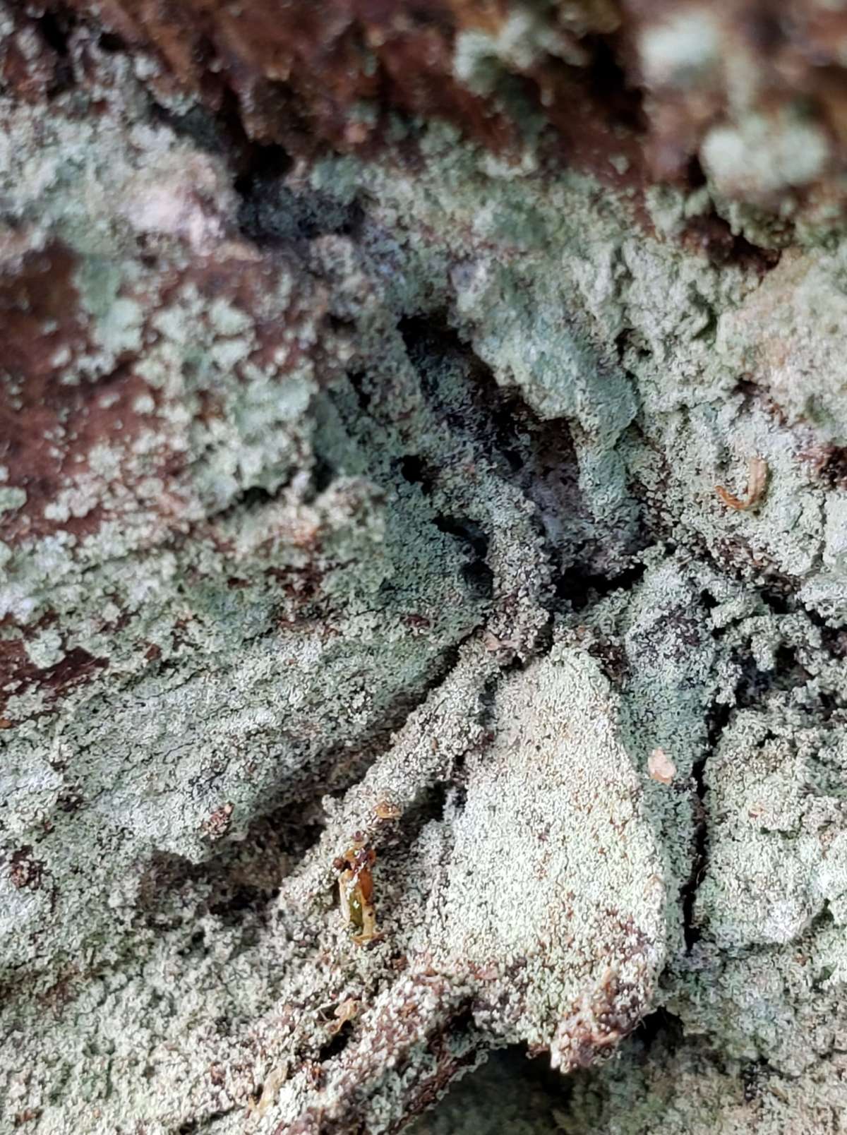 Silver-barred Clothes Moth (Infurcitinea argentimaculella) photographed at Tudeley Woods by Phil Ambler