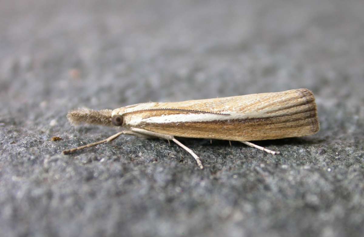 Pale-streak Grass-veneer (Agriphila selasella) photographed in Kent by Ross Newham