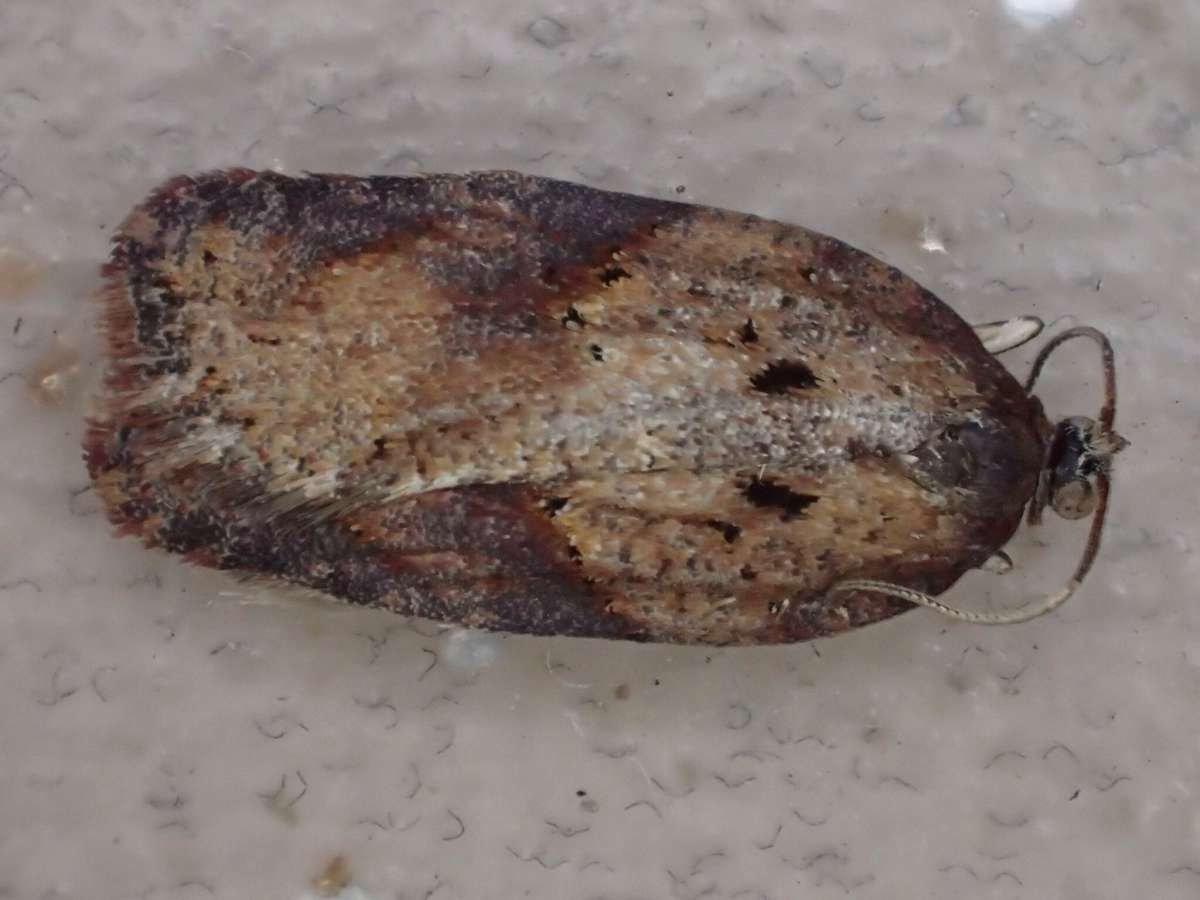 Viburnum Button (Acleris schalleriana) photographed in Kent by Dave Shenton 