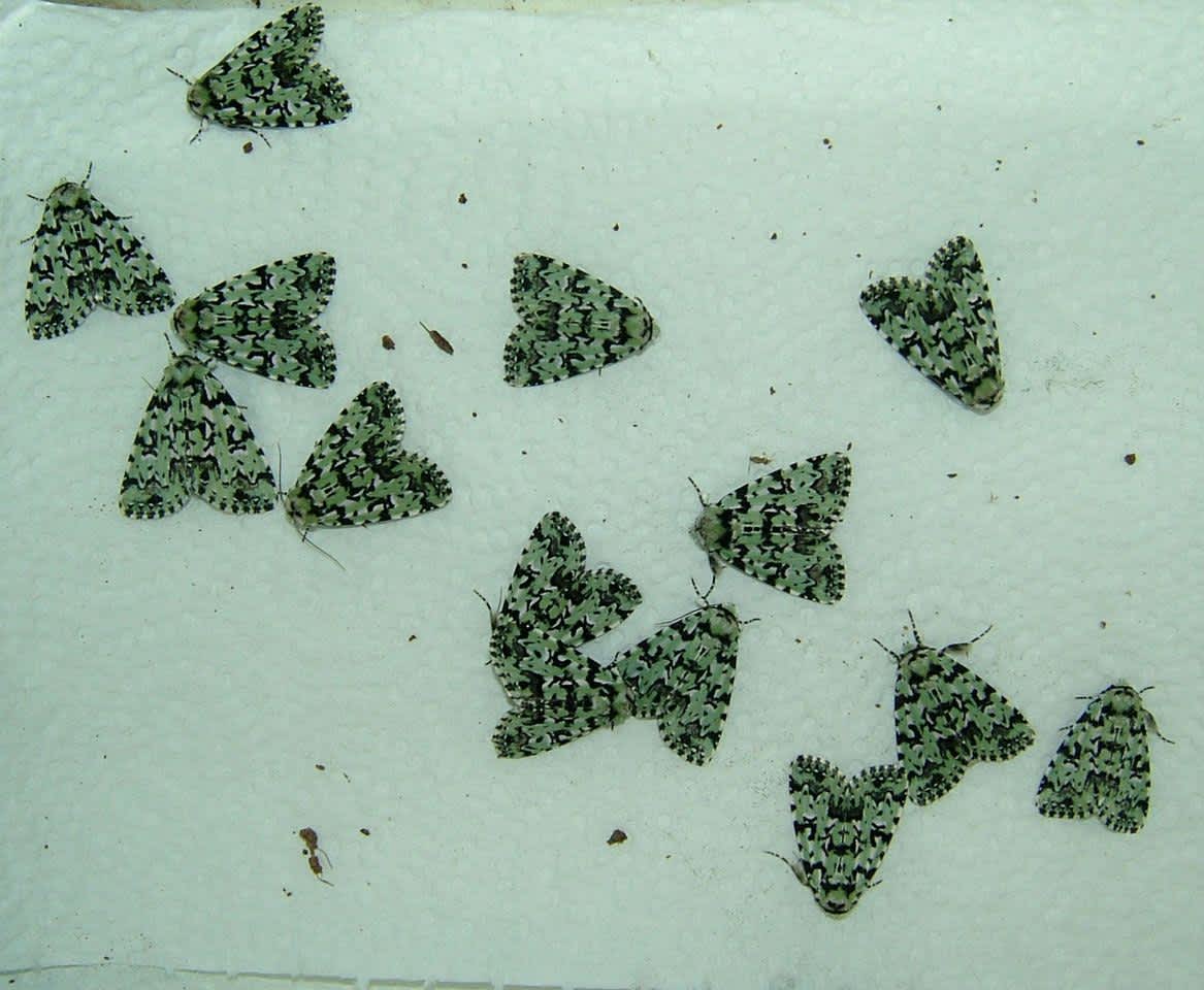 Scarce Merveille du Jour (Moma alpium) photographed in Kent by Tony Rouse