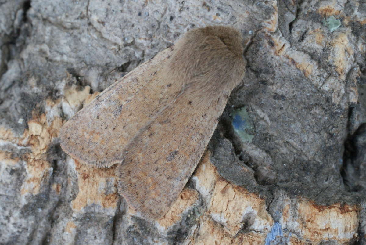 Small Quaker (Orthosia cruda) photographed at Aylesham  by Dave Shenton 