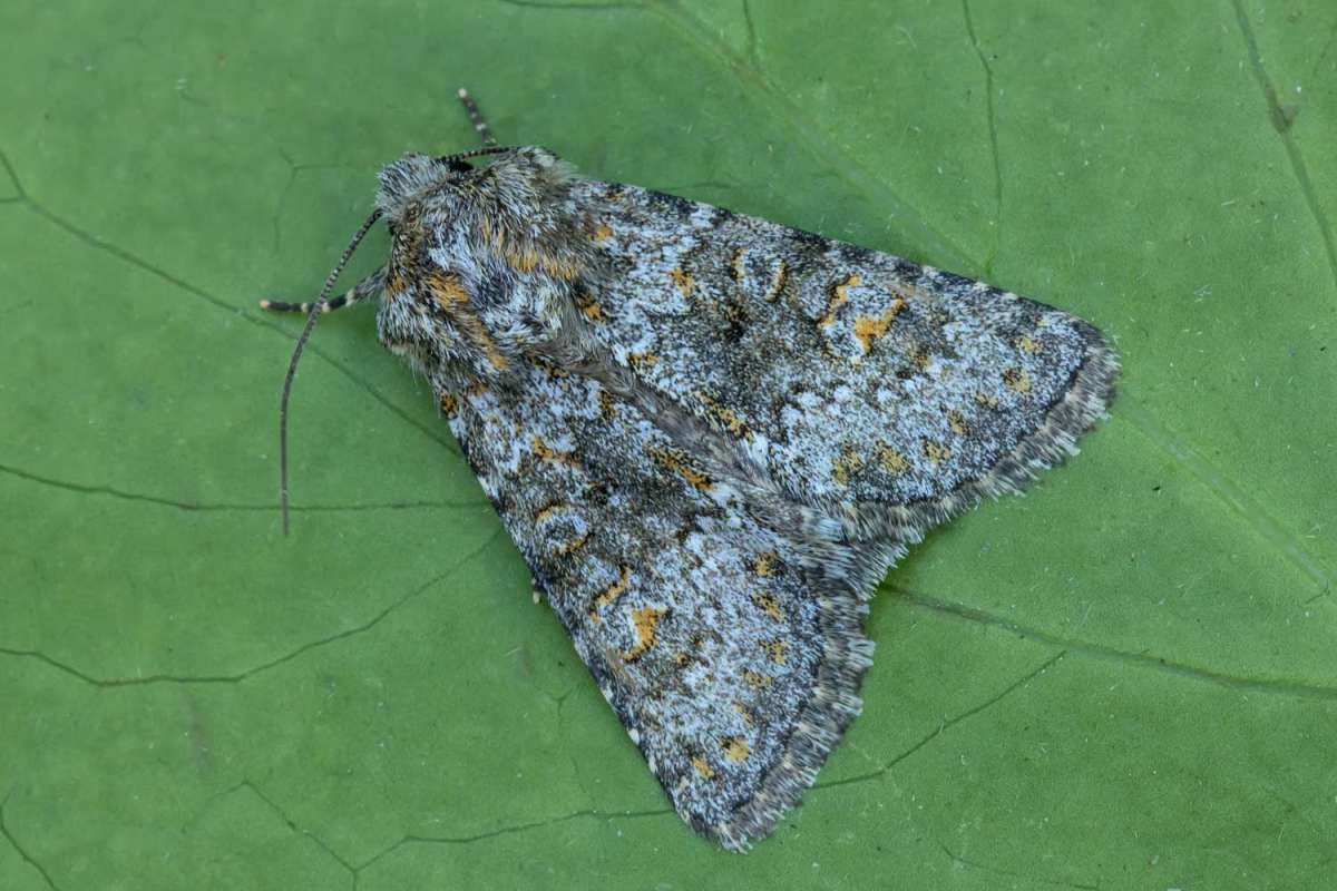 Small Ranunculus (Hecatera dysodea) photographed at Boughton-under-Blean by Peter Maton