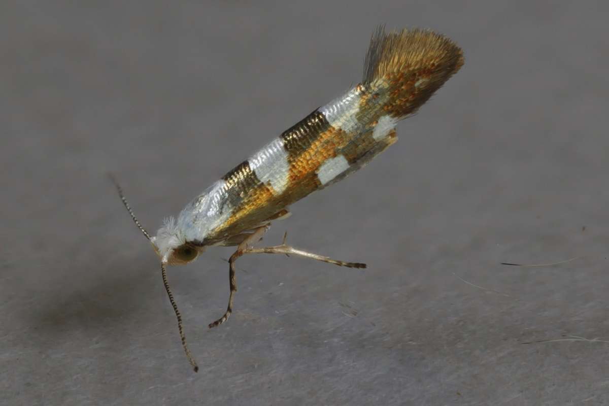 Gold-ribbon Argent (Argyresthia brockeella) photographed in Kent by Steve Cutt