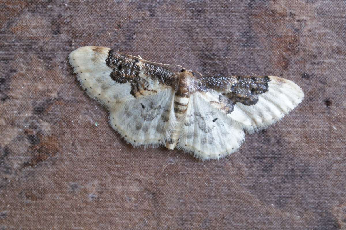 Least Carpet (Idaea rusticata) photographed at Aylesham  by Dave Shenton 