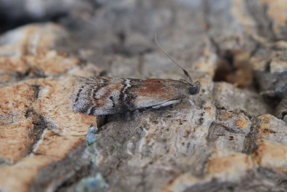 Beautiful Knot-horn (Rhodophaea formosa) photographed in Kent by Dave Shenton 