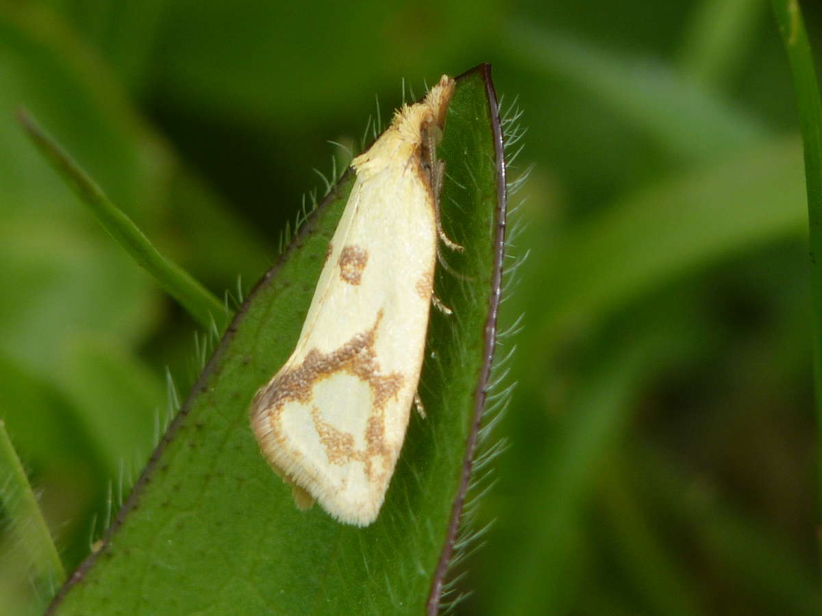 Common Yellow Conch (Agapeta hamana) photographed in Kent by Allan Ward