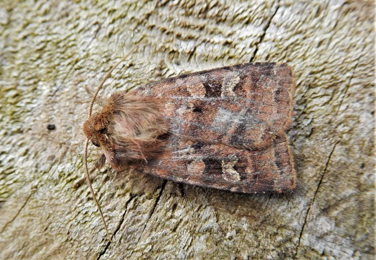 Small Square-spot (Diarsia rubi) photographed in Kent by John Dale 