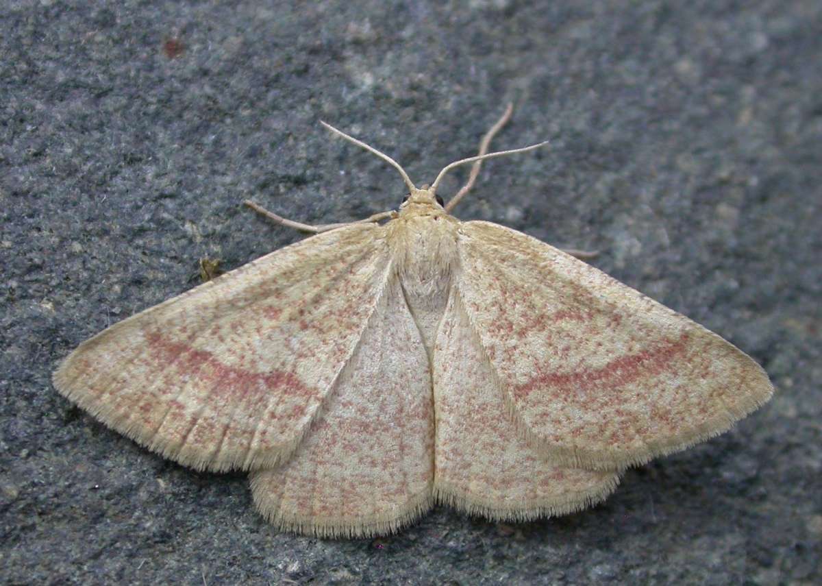 Rest Harrow (Aplasta ononaria) photographed in Kent by Ross Newham 