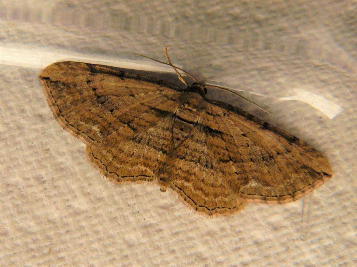 Cryptic Fern (Horisme radicaria) photographed in Kent by Fred Butcher 