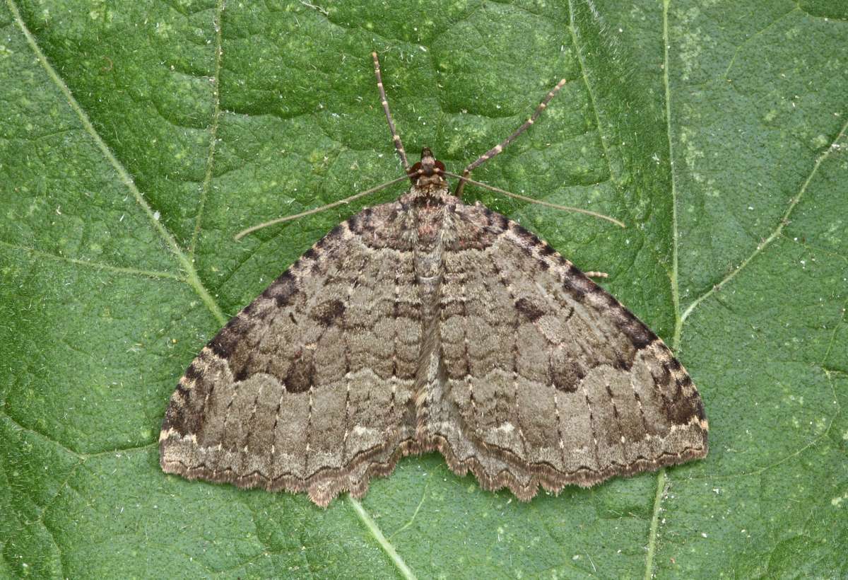 The Tissue (Triphosa dubitata) photographed at Boughton-under-Blean by Peter Maton 