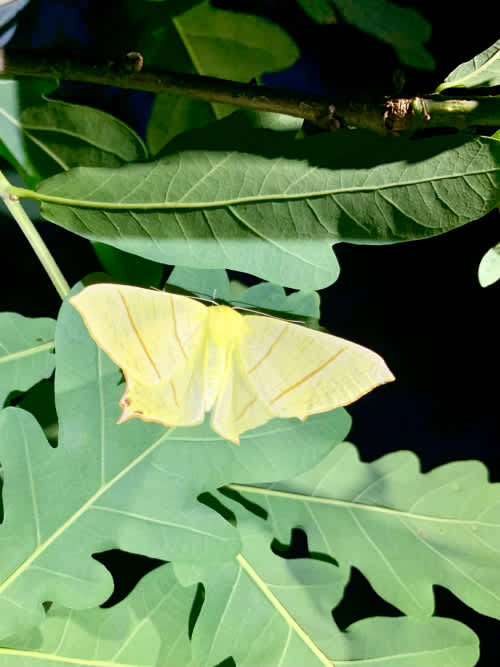 Swallow-tailed Moth (Ourapteryx sambucaria) photographed at Crown Meadows  by Oliver Bournat 