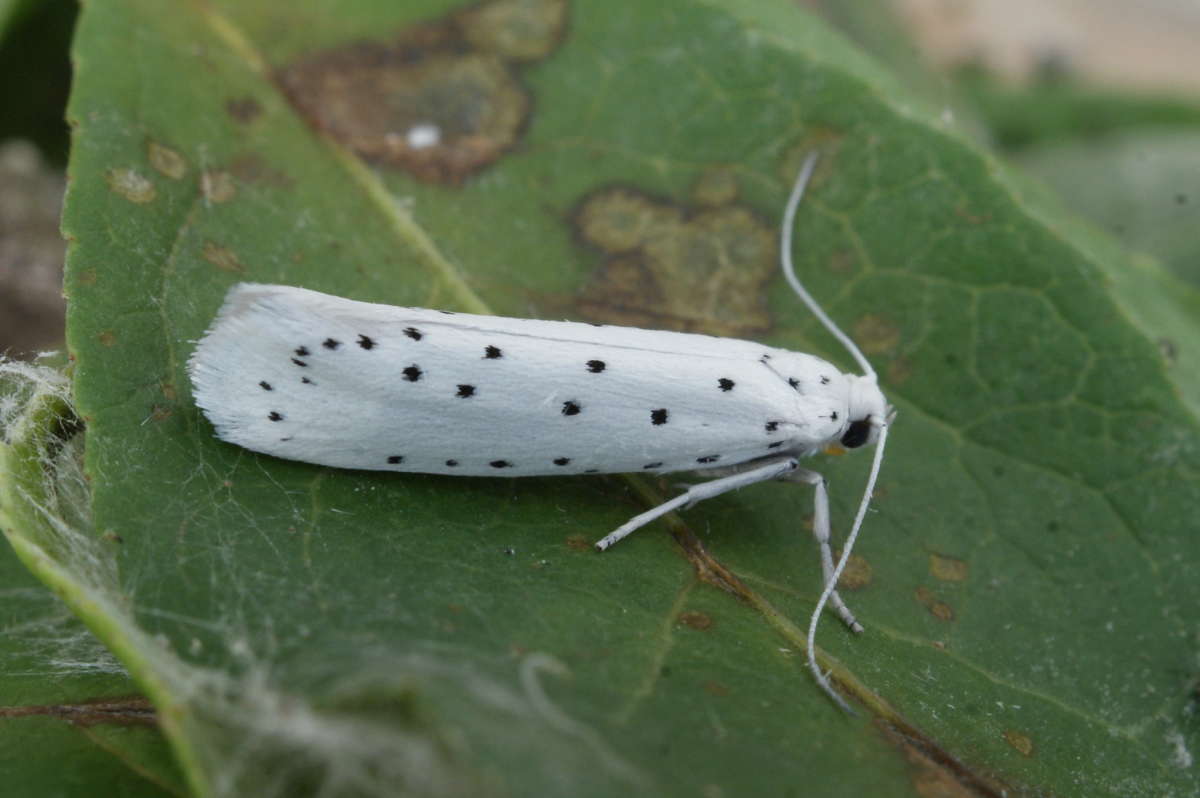 Spindle Ermine (Yponomeuta cagnagella) photographed in Kent by Dave Shenton 