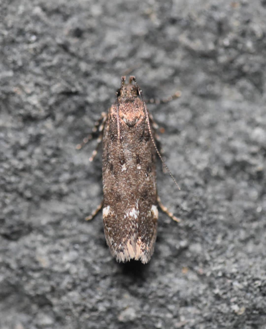 White-spot Groundling (Neofriseria peliella) photographed in Kent by Ross Newham 