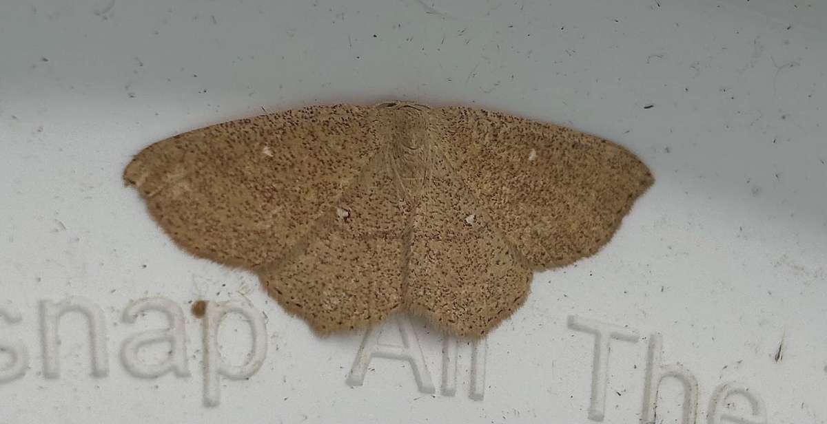 Jersey Mocha (Cyclophora ruficiliaria) photographed at Orpington by Ellesse Boxer