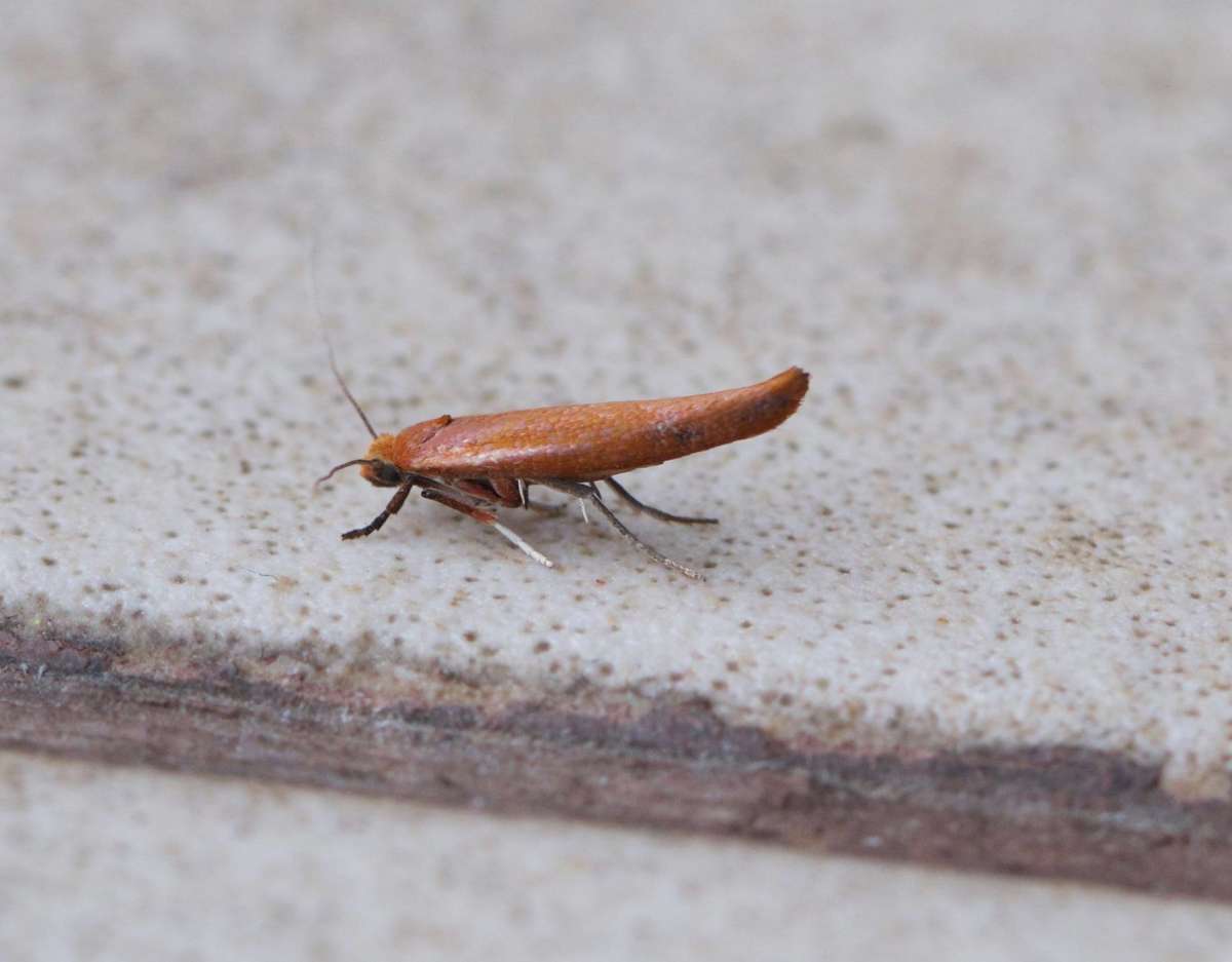 Brown Ash Ermine (Zelleria hepariella) photographed at Whitstable  by Andy Taylor 