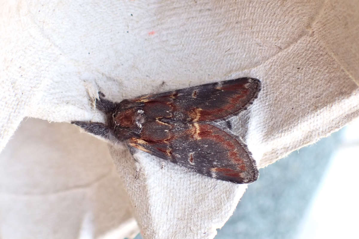 Iron Prominent (Notodonta dromedarius) photographed at Maidstone  by M & K Rutter