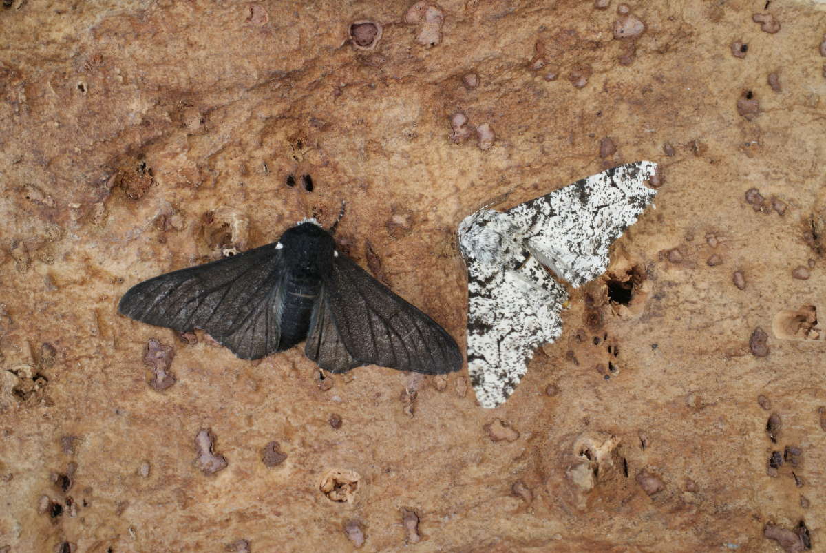 Peppered Moth (Biston betularia) photographed at Aylesham  by Dave Shenton 