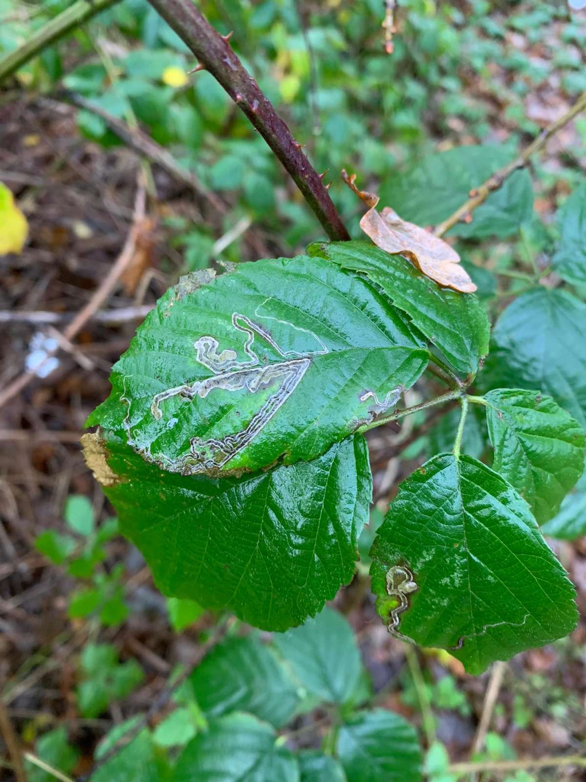 Golden Pigmy (Stigmella aurella) photographed in Kent by Oliver Bournat