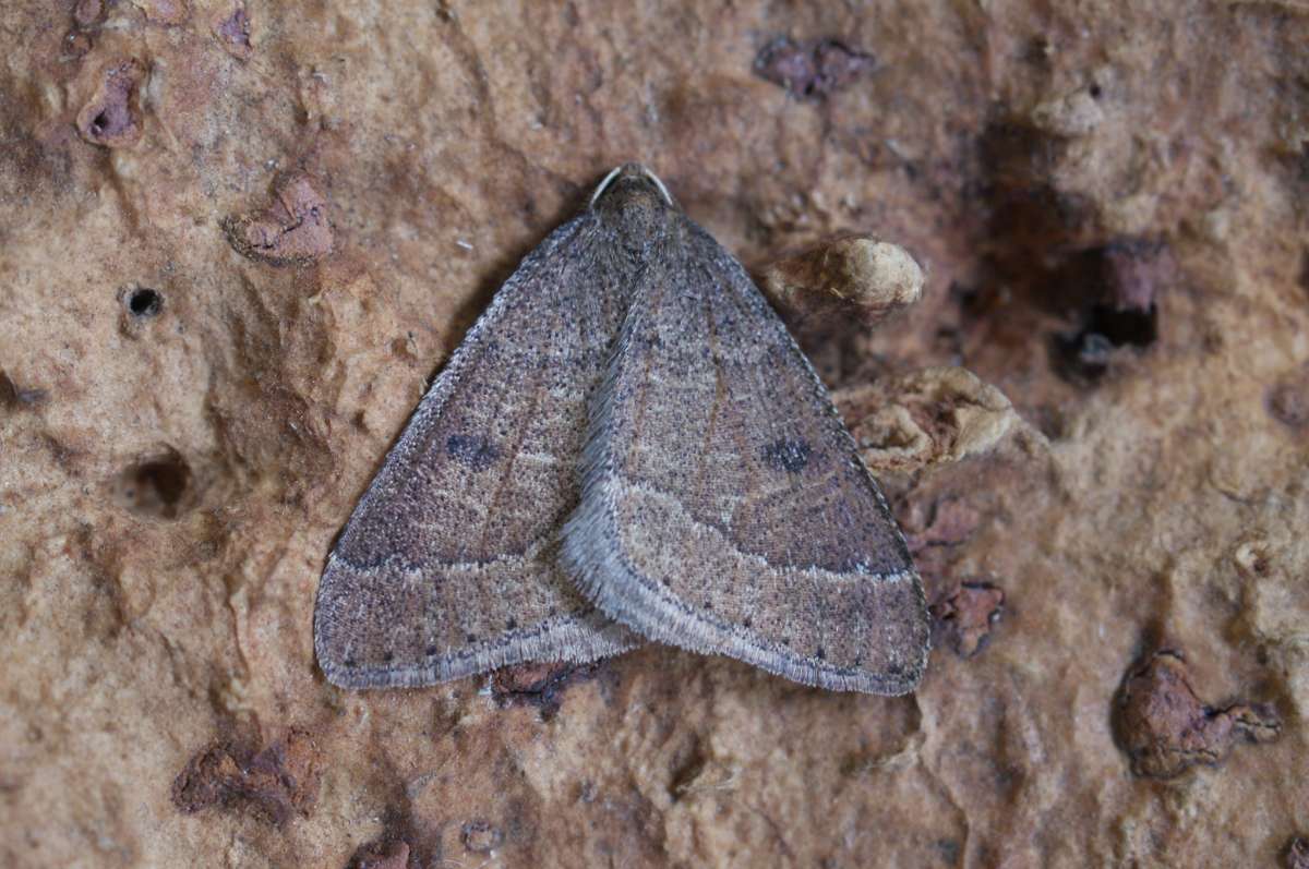 Early Moth (Theria primaria) photographed at Aylesham  by Dave Shenton 