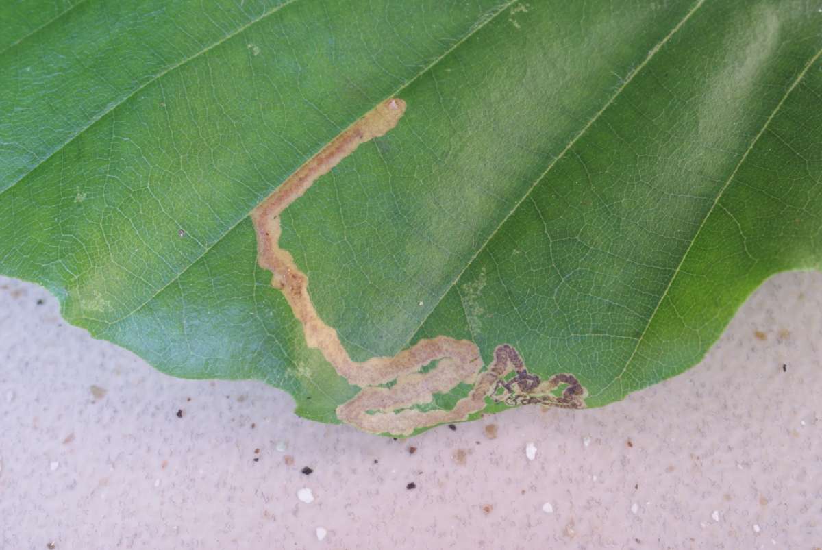 Beech Pigmy (Stigmella hemargyrella) photographed in Kent by Dave Shenton 