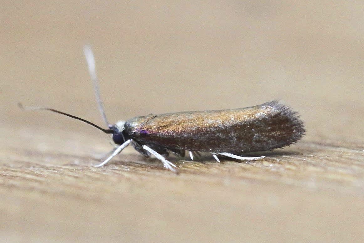 Copper Ermel (Roeslerstammia erxlebella) photographed in Kent by Josh Jones 