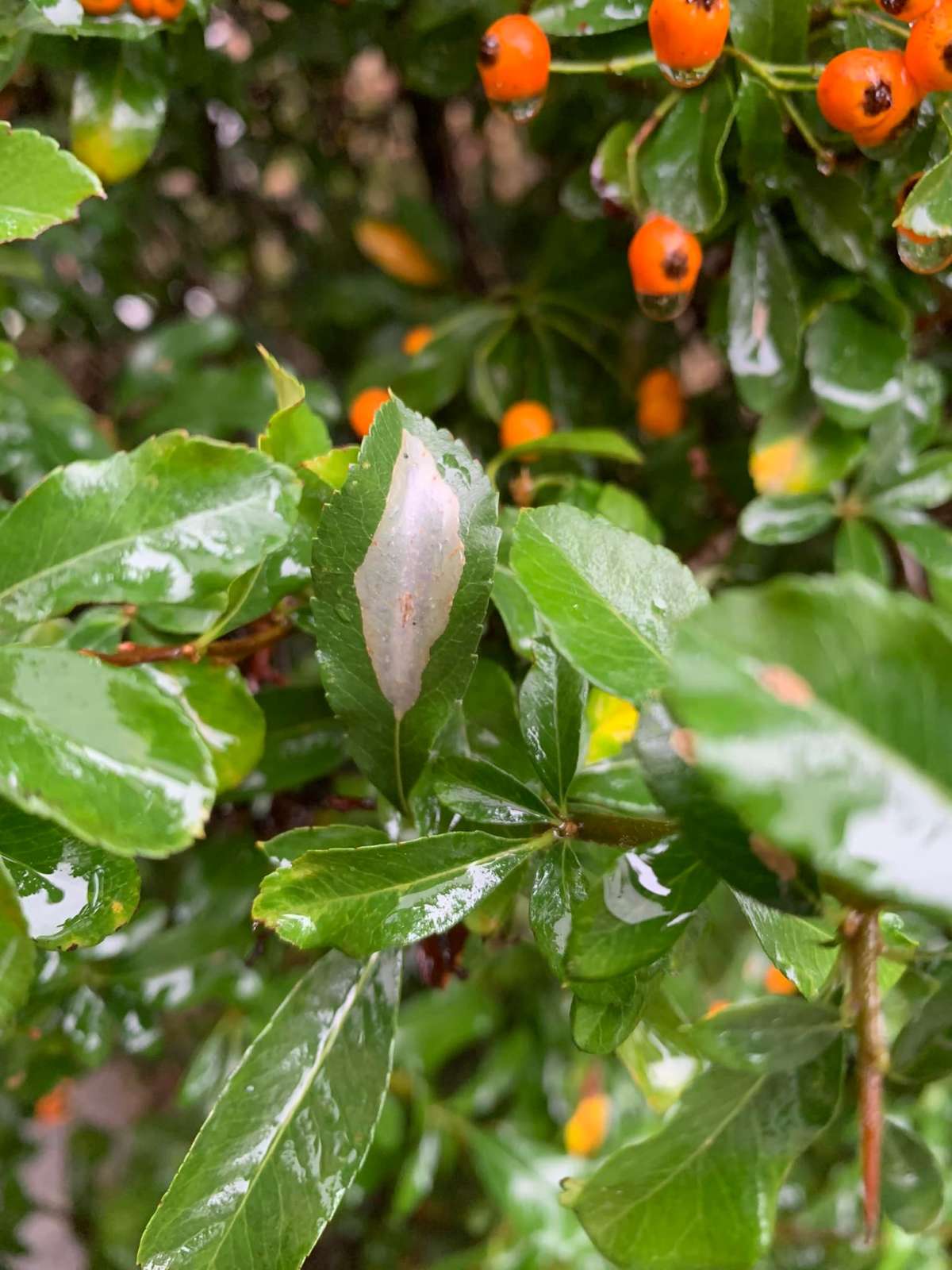 Firethorn Leaf-miner (Phyllonorycter leucographella) photographed in Kent by Oliver Bournat