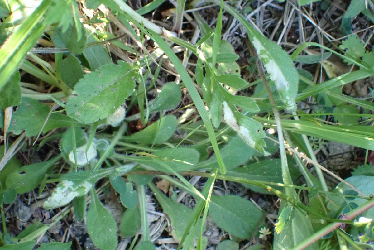 Surrey Midget (Phyllonorycter scabiosella) photographed in Kent by Olly Bournat
